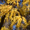 Honeylocust Shademaster #7 - Image 2